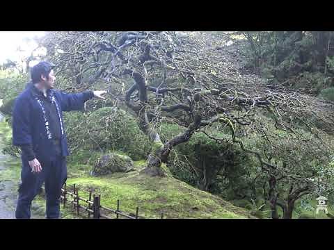 Portland Japanese Garden Plant Tour | Part 1: Maples