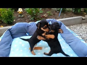 Yorkie Russell (5 weeks) puppies going outdoor