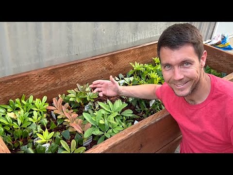 Rhododendron Cuttings are Rooting Like Crazy in My Plant Propagation Frame