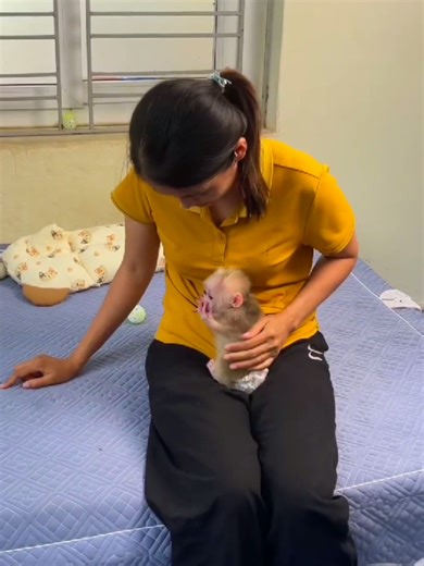 Changing a Baby Monkey's Diaper in a Fun Way