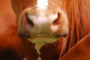 Understanding M. Haemolytica Pneumonia in Cattle - Canadian Cattlemen