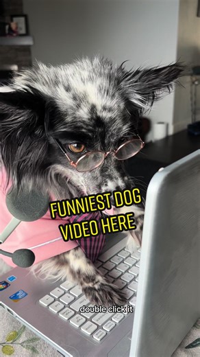 Funniest dog video two dogs with computer technology best video #bestfriend #computer #funniest #foryou