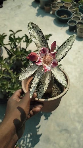 Adenium obesum | Adenium Shop