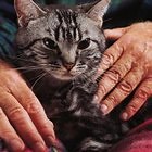 Life Expectancy for Cats with Feline Leukemia
