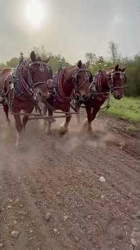 DRAFT HORSES BROTHERS Spring Tooth Harrowing the Field
