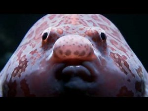 This Fish Can Dance 😂🐟 | Viral Aquarium Video