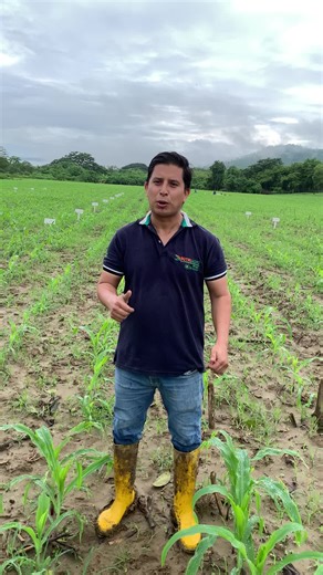 Resultados de la aplicación de insecticidas en maíz