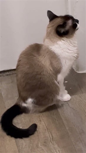 how to take a cat photo tutorial #cat