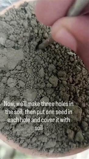 Day-1 Growing Chilli 🌶