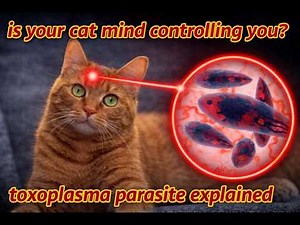Does Toxoplasmosis (the 'Cat Parasite') Cause Schizophrenia