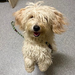 SANTA BARBARA, CA - Lhasa Apso/Yorkie, Yorkshire Terrier. Meet Simon a Pet for Adoption - AdoptaPet.com