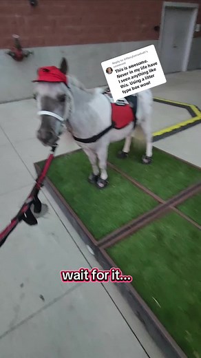 Extraordinary Potty Trained Mini Horse in Action