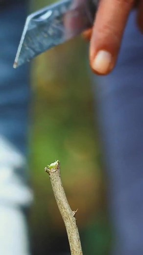 Citrus grafting tips #treeservice | GardeningFruit