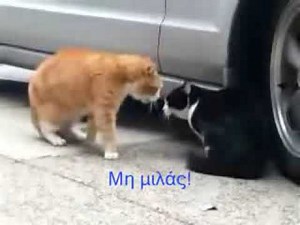 Το κεράτωμα της γάτας!