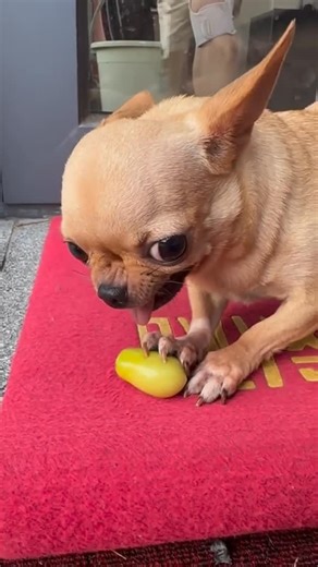 PetalPaw | Modern Dog Essentials on Instagram: "Owning a dog shouldn’t be a source of stress. Stop managing your pup like it’s 2015. The PetalPaw Essential Toolkit replaces the mental overhead with a digital system that lives in your pocket: • Digital Passport: All records, one hub. • Safety Matrix: No more 2 AM Google panic. • Vitality Log: Catch health issues early. • BONUS: 7-Day Blueprint for a calmer home. $10 today. Download once. Use forever. Grab the toolkit at the link in our bio! 🐶 .