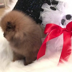 3.2K views · 132 reactions | “FooFoo” Teacup Pomeranian female now available-17 ounces of pure cuteness. FooFoo doesn’t even look real! Text-Call-WhatsApp (248) 420-1245 or (248) 420-1246. | Woof Woof Puppies & Boutique | Facebook