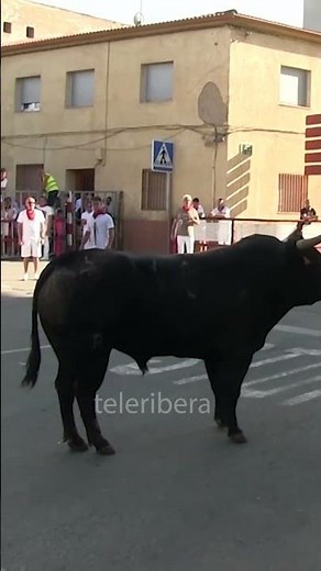 🥰 PRECIOSO y ENORME TORO bravo en la CALLE