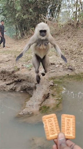 Langur Runs Fast to Take Biscuit from My Hand 🐒🍪