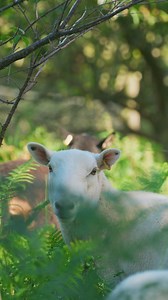 2K views · 102 reactions | At River Cottage we celebrate all things organic, all year round - it is at the core of everything we do! This #OrganicSeptember, we’re sharing what it means to some of the team here at HQ - starting with our fantastic Farm Manager, Jim.    by @wildrivermediauk | River Cottage | Facebook