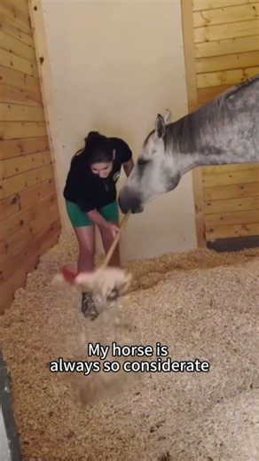 Laugh Along With These Wacky American Ranch Horses#USRanchLife #WesternHorseComedy