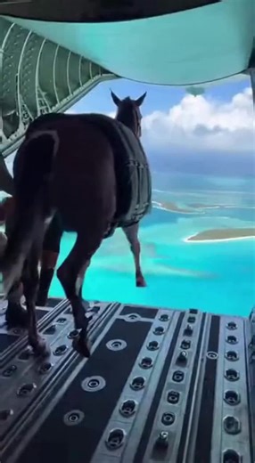 Horse Skydives Over Paradise