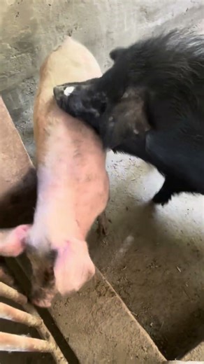 Amazing Boar & Sow Farming #pig #boar #animal #viral #short #farmlife #wildlife