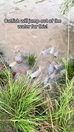 Catfish in our pond will jump out of the water for this!#catfish #fishing#fishfry#countrylife