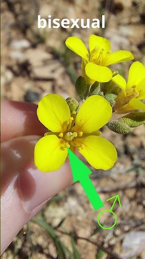 How to Identify ANY Plant | Plant Families