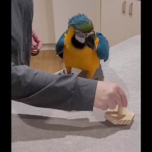 20K views · 252 reactions | Sunday Funday 嵐Novle Training / Trick...