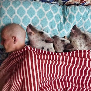 1.4M views · 37K reactions | Guy fills his condo with rescued farm animals — then realizes what he has to do ❤️ | The Dodo | Facebook