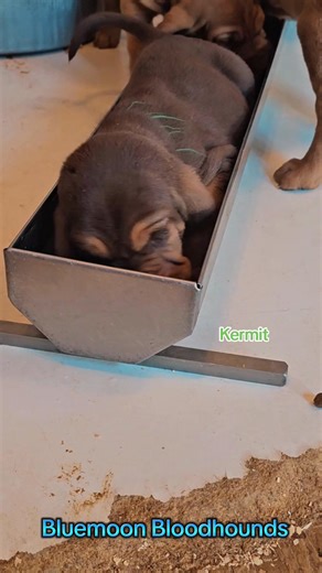 Kermit has a very unique way of eating his meals 🐸 Froggy Style #muppetbabieslitter #bluemoonbloodhounds #Bloodhounds #feelingfroggy #kermit | Bluemoon Bloodhounds & Porcelaines
