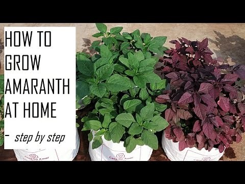 How to grow Amaranth greens at home / How to grow leafy vegetables / Home gardening Ideas