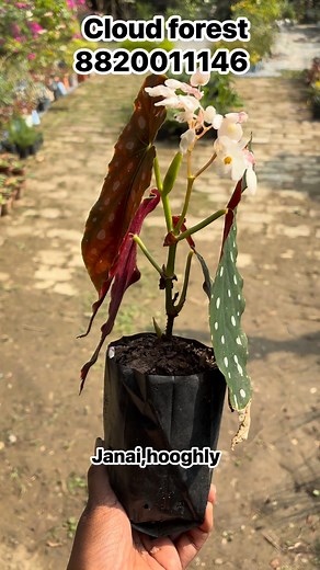 Begonia maculata — the spotted beauty that steals the show! Those silver polka–dotted leaves and deep red undersides add instant drama to any corner. A must-have for every rare plant lover! Care: ✅ Bright indirect light ✅ Keep soil lightly moist (never soggy) ✅ High humidity good airflow ✅ Avoid direct harsh sun # #BegoniaMaculata #PolkaDotBegonia #SpottedBeauty #IndoorPlantsIndia #RarePlants #CloudForestNursery #PlantLovers #HumidityLovers 🌿✨ Booking no 8820011146 | Cloud Forest