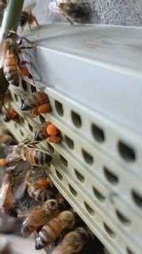 This is how we collect Pollen from Bee legs #beekeeping #beepollen #honeybee