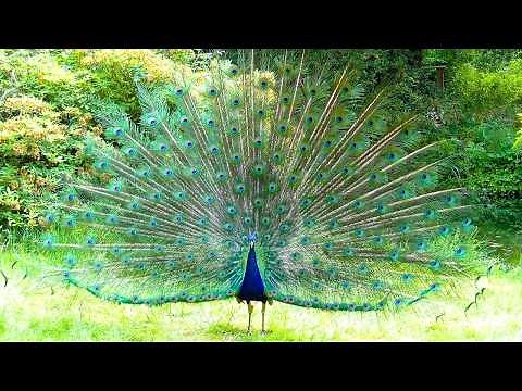 Peacock Facts: Habitat, Feather Colors and Cultural Significance!