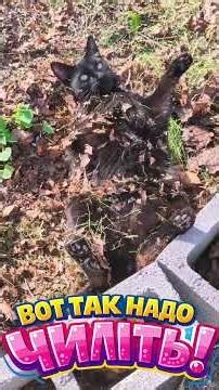 😂 The Funniest and Strangest Animals in the World