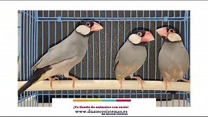 Gorrion de java. Padda oryzivora NZ-ES450810000060 Encuentralos en nuestra web www.dnatecosistemas.es o en el link https://www.dnatecosistemas.es/tienda-aves-pajaros/diamantes-exoticos/ Diamantes y exoticos /oferta-gorrion-de-java-tienda-online-venta-pajaros-internet.html | DNATecosistemas