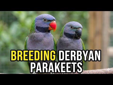 How to Breed Derbyan Parakeets | Complete Breeding, Housing & Diet Guide (Psittacula derbiana)