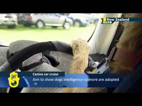 Dogs driving cars: New Zealand charity teaches stray dogs to drive