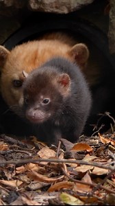 Introducing the CUTEST balls of fluff you may ever have seen… bush dog puppies! 🐾 Born to proud parents, Molly and Charlie, they’re getting braver and more adventurous every single day 🤎 (even if there’s a few tumbles along the way... 🤭) | Chester Zoo