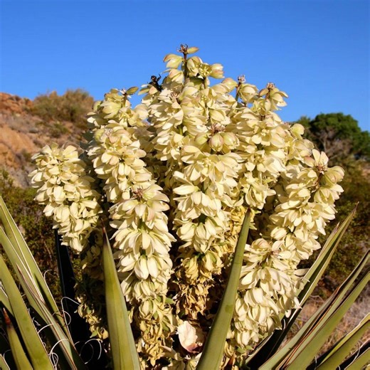 20 Yucca Glauca Soapweed Flower Seeds, Perennial Medicinal and Ornamental Plant, Natural Soap Plant - Etsy