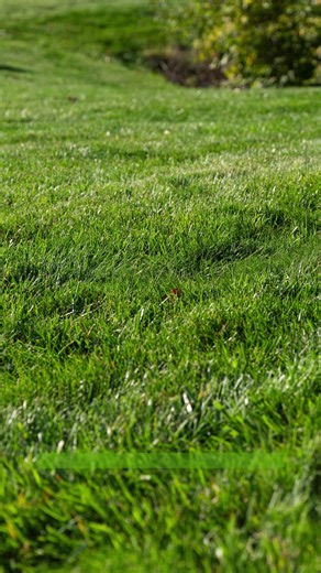Why fall lawns are underrated 🌿 They’re greener, stronger, and easier to maintain — making them the real MVP of your backyard year-round. #FallLawnFacts #HealthyLawn #LawnCareTips | Rankin & ExperiGreen