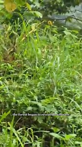 I Ventured Into a Cloud Rainforest to Find Creatures For My Vivariums #antscanada #ants #cloudrainforest | AntsCanada