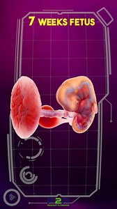 457K views · 4.3K reactions | What a 7 Week Fetus  Looks Like | Pregnancy to parenting | Facebook