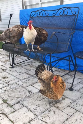 vrock_backyardflock on TikTok