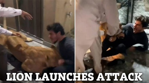 Watch as lion attacks screaming bloke after he tried to take SELFIE with it