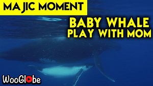 'BREATHTAKING Underwater Footage of Humpback Whale Bonding with Calf'