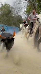 Taureaux Codognan Lunel Viel | Jean Philippe Bouchoux