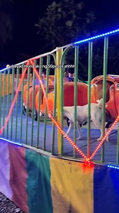 1M views · 14K reactions | #CATS#DOGS #PUSA #ASO | Pet Central | Facebook