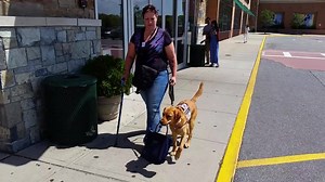 2.7K views · 297 reactions | The service dog programs of America’s...